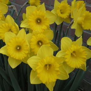 Narcissus Trumpet Yellow