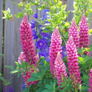Lupine hybride Roze P9