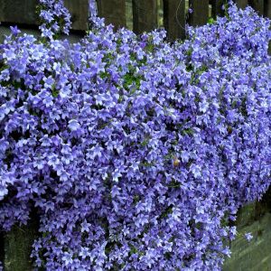 Campanula portenschlagiana Royal  6 cm p