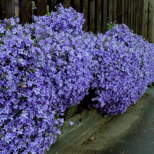 Campanula poscharskyana 9cm pot
