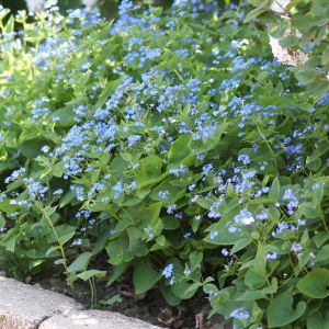 Brunnera macrophylla  9 cm pot