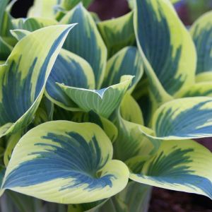 Hosta First Frost (Hartlelie)