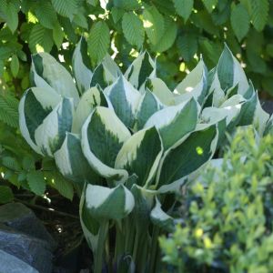 Hosta Patriot 01