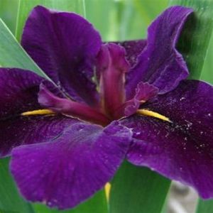 Iris Louisiana Black Gamecock