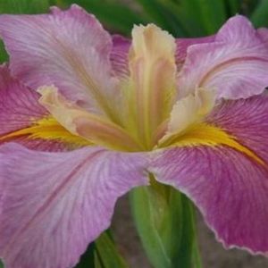 Iris Louisiana Cajun Capers