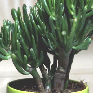 Crassula Ovata Gollum (Geldboom)