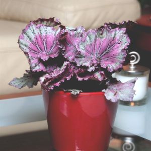 Begonia Magic Colour Pink