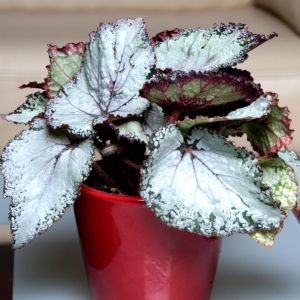 Begonia Magic Zilvergrijs