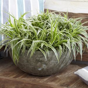 Chlorophytum Comosum Ocean