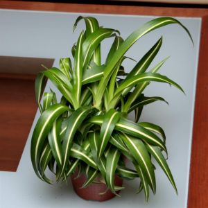 Graslelie Comosum Pacific