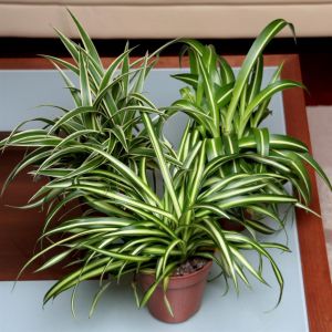 Collection Ocean-Pacific-Atlantic