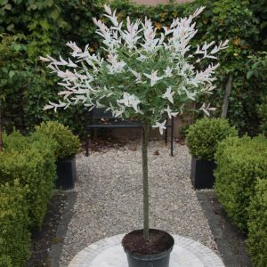 Salix Hakuro