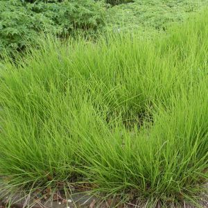 Sesleria Automnalis 9 cm pot