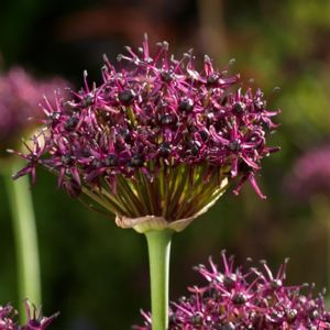Allium Atropurpureum y x 10
