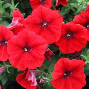 Petunia Rood x 3
