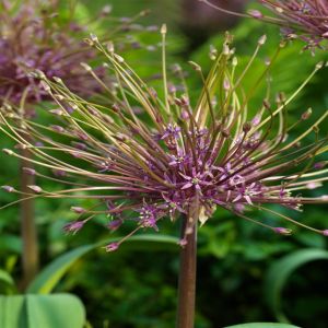 Allium Schubertii x 5