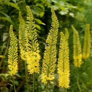 Eremurus Tapdance