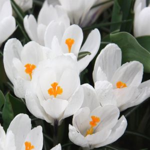 Crocus  Vernus Jeanne dArc x 20
