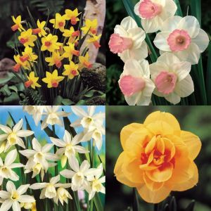Narcissen Collectie van 4 Soorten (A)