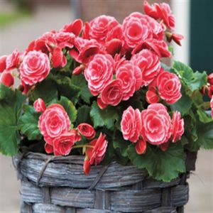Begonia grandiflora Roze x 3