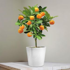 Sinaasappelboompje 25cm