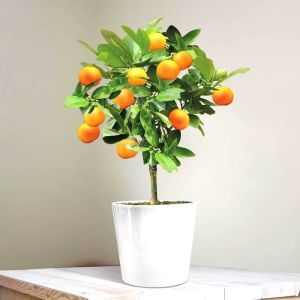 Sinaasappelboom met fruit