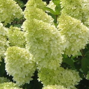 Hortensia Paniculata Limelight