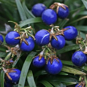 Ophiopogon Japonicus Minor