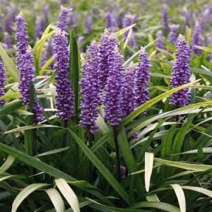 Liriope Muscari Moneymaker (Leliegras)
