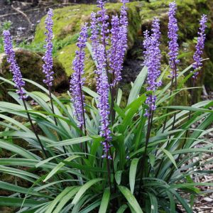 Liriope Muscari Royal Purple (Leliegras)