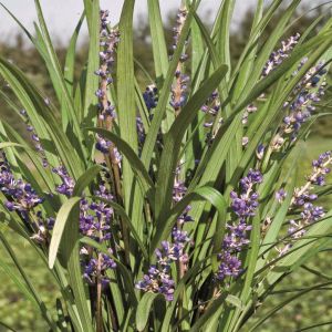 Liriope Muscari Big Blue (Leliegras)