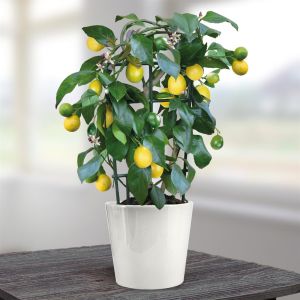 lemon tree small