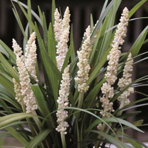 Liriope Muscari Monroe White (Leliegras)