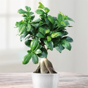 Ficus Retusa Microcarpa Ginseng 12 cm