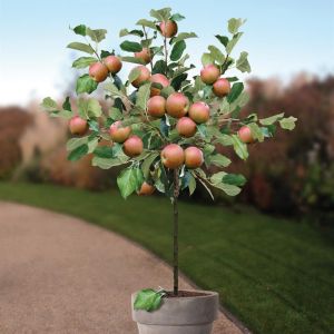 Appelboom Malus domestica Coxs Orange