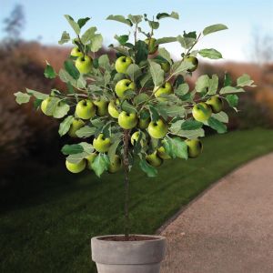 Appelboom Malus domestica Granny Smith