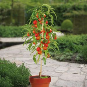 Perzik Rubira op Stam