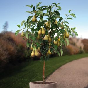 Perenboom Conference  80