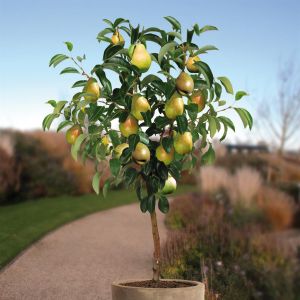 Perenboom  Doyenne du Comice  80