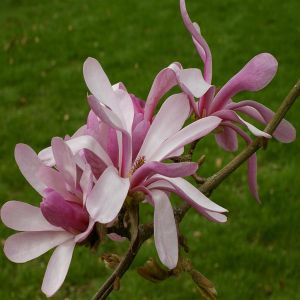 Magnolia loeb Leonard Messel