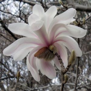 Magnolia Royal star