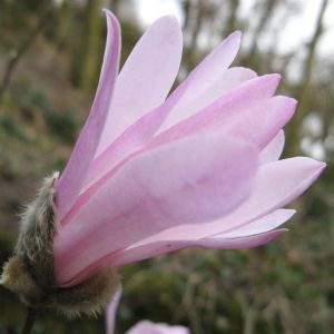 Magnolia stellata rosea