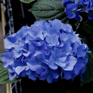 Hortensia Macrophylla Adria