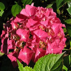 Hydrangea macrodhylla Alpenglühen