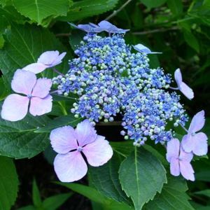 Hydrangea macrophylla Mariesi Perfecta P9