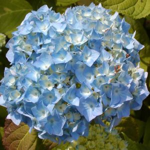 hydrangea nikko blue