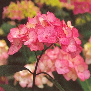 Hydrangea Preziosa