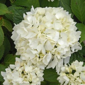 Hydrangea macrophyla Soeur Therese P9