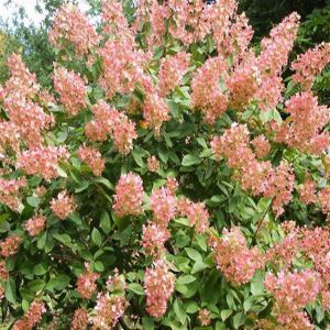 Hydrangea paniculata Pink Diamond P9
