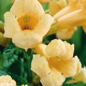 Campsis radicans Flava (Trompetbloem)
